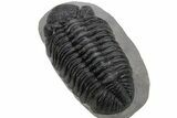 Large Phacopid (Drotops) Trilobite - Mrakib, Morocco #235699-3